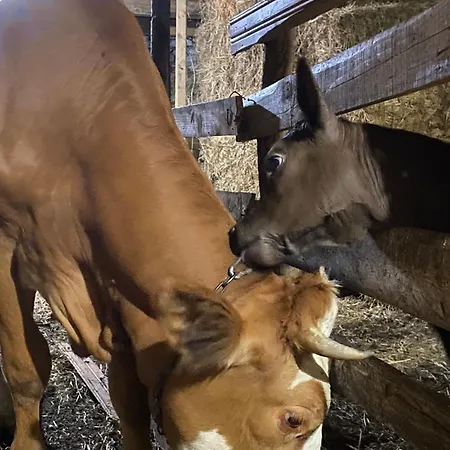 ゲストハウス Agora 4*