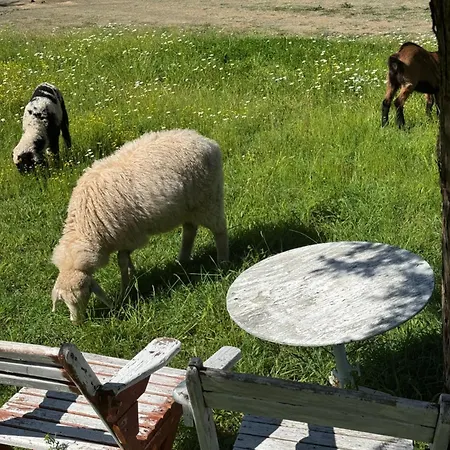 Agora Konukevi Koman